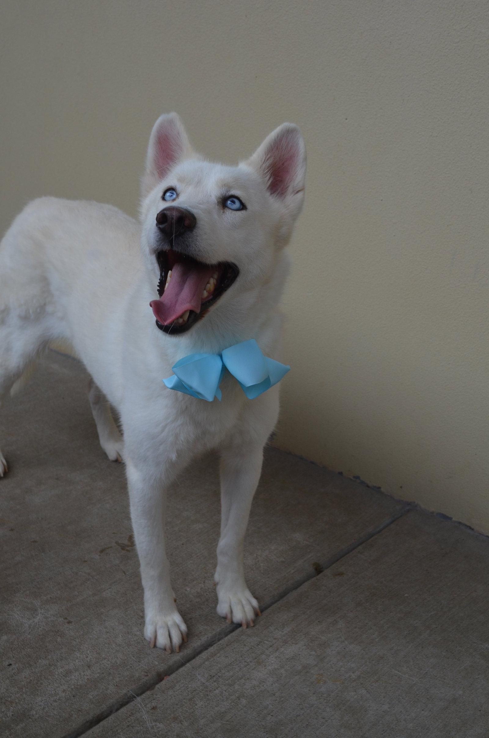 Enlarge Sylvie, a Adoptable Husky in McKinney, TX image 3/3