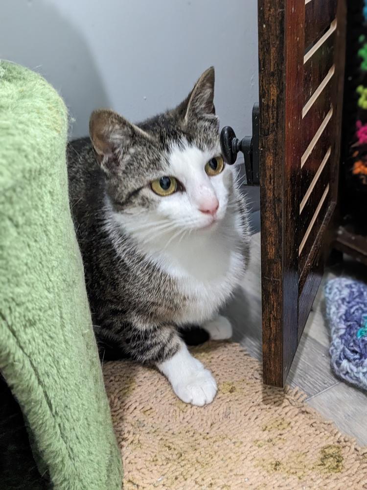 Tulip, Adoptable, Young Female Domestic Short Hair.