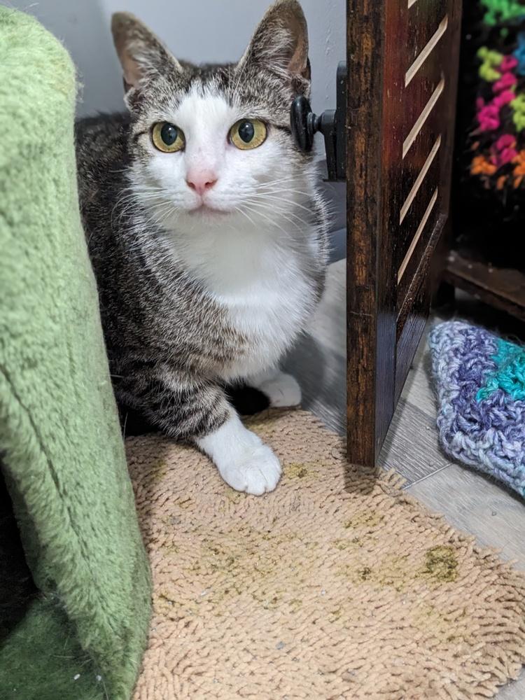 Enlarge Tulip, a Adoptable Domestic Short Hair in Lewisburg, TN image 2/6