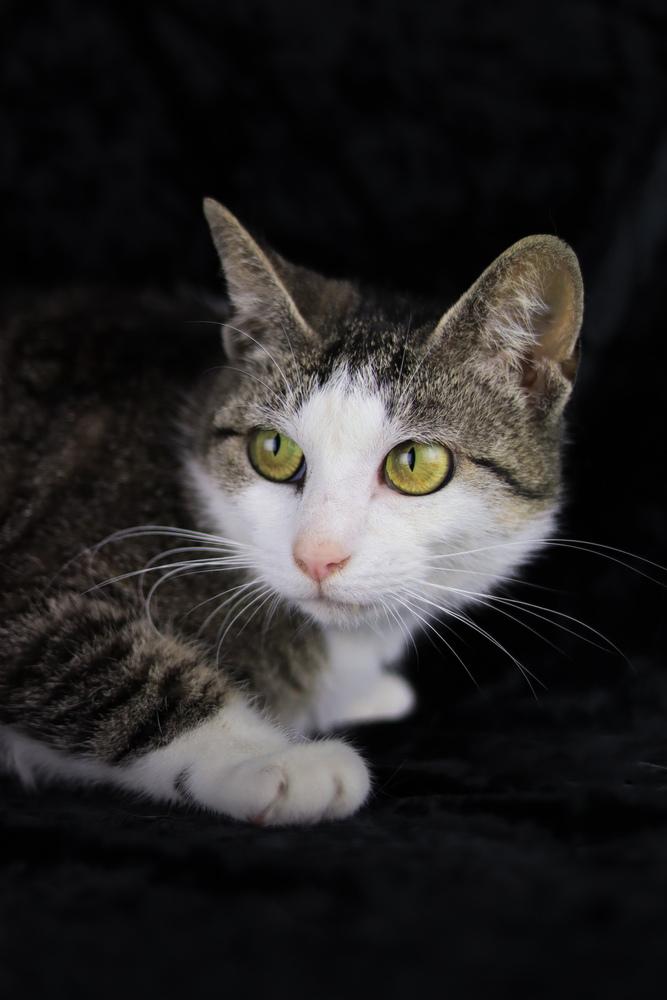 Enlarge Tulip, a Adoptable Domestic Short Hair in Lewisburg, TN image 3/6