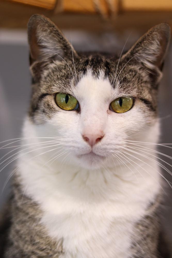 Enlarge Tulip, a Adoptable Domestic Short Hair in Lewisburg, TN image 4/6