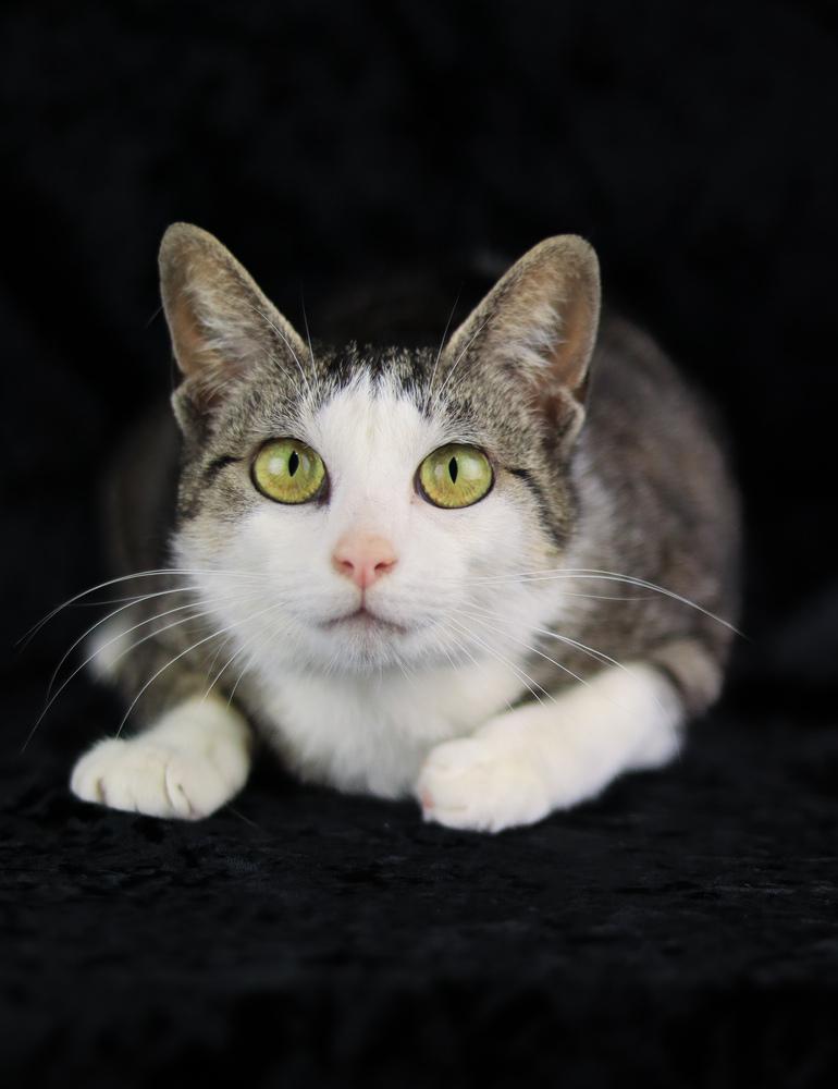 Enlarge Tulip, a Adoptable Domestic Short Hair in Lewisburg, TN image 5/6