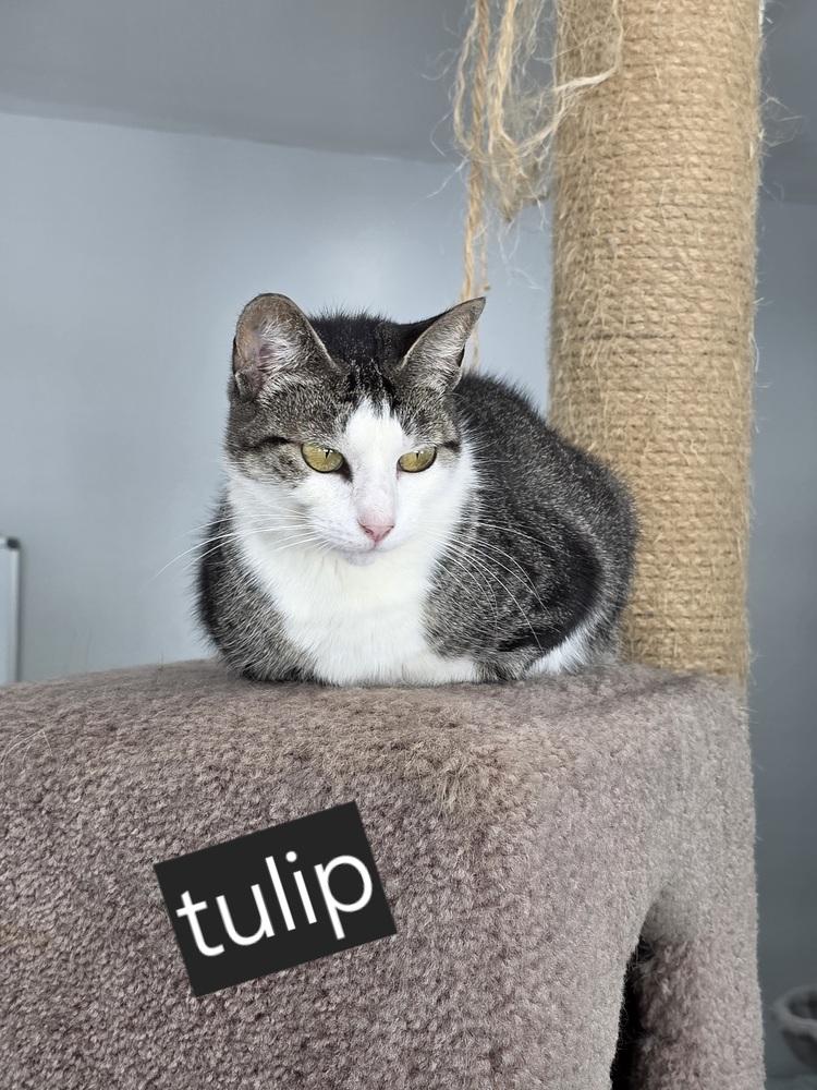 Enlarge Tulip, a Adoptable Domestic Short Hair in Lewisburg, TN image 6/6