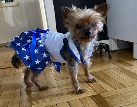 Tiny Terrier:meet Hadassah- your new BFF, Adoptable, Adult Female Yorkshire Terrier.