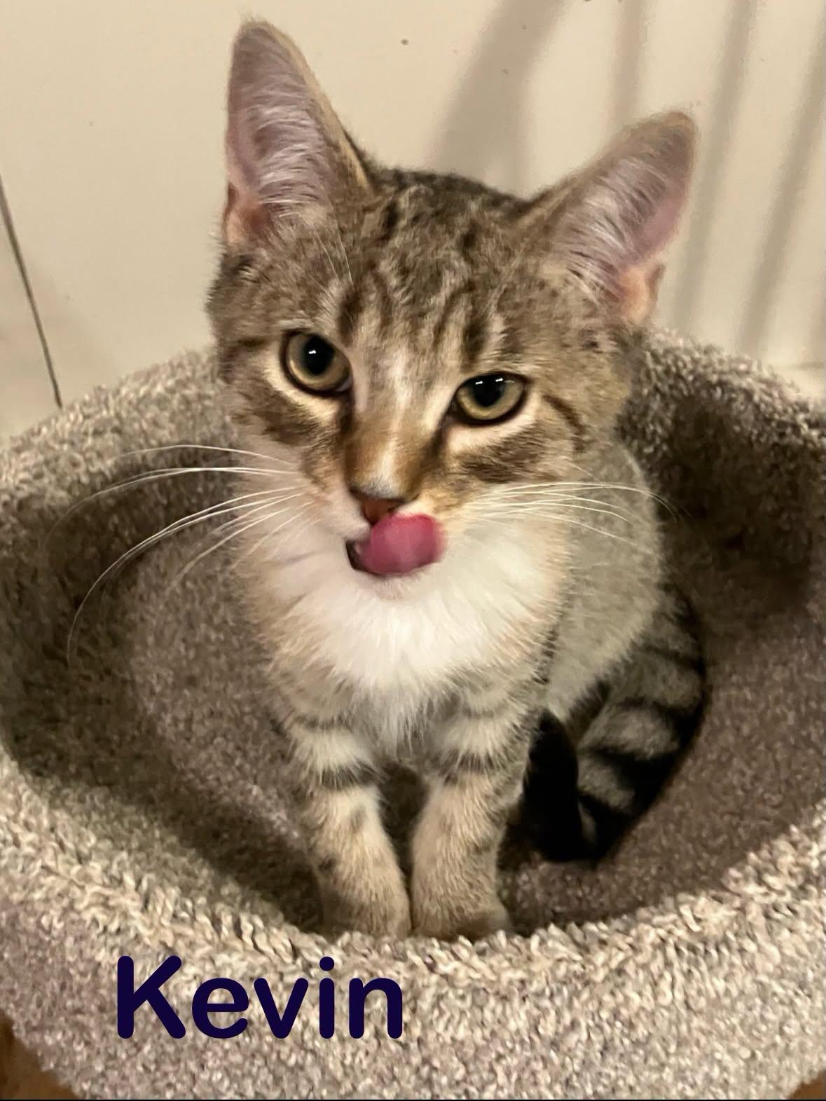 Kevin, ADOPTABLE, Young Male Domestic Short Hair.