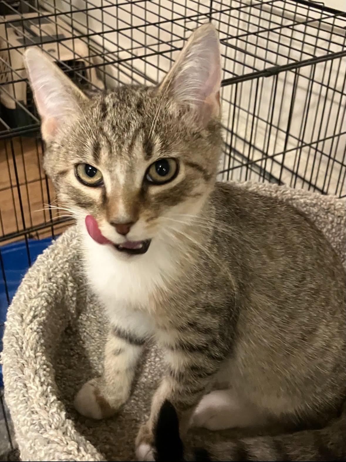 Kevin, a ADOPTABLE Domestic Short Hair in Rochester, NY image 2/2