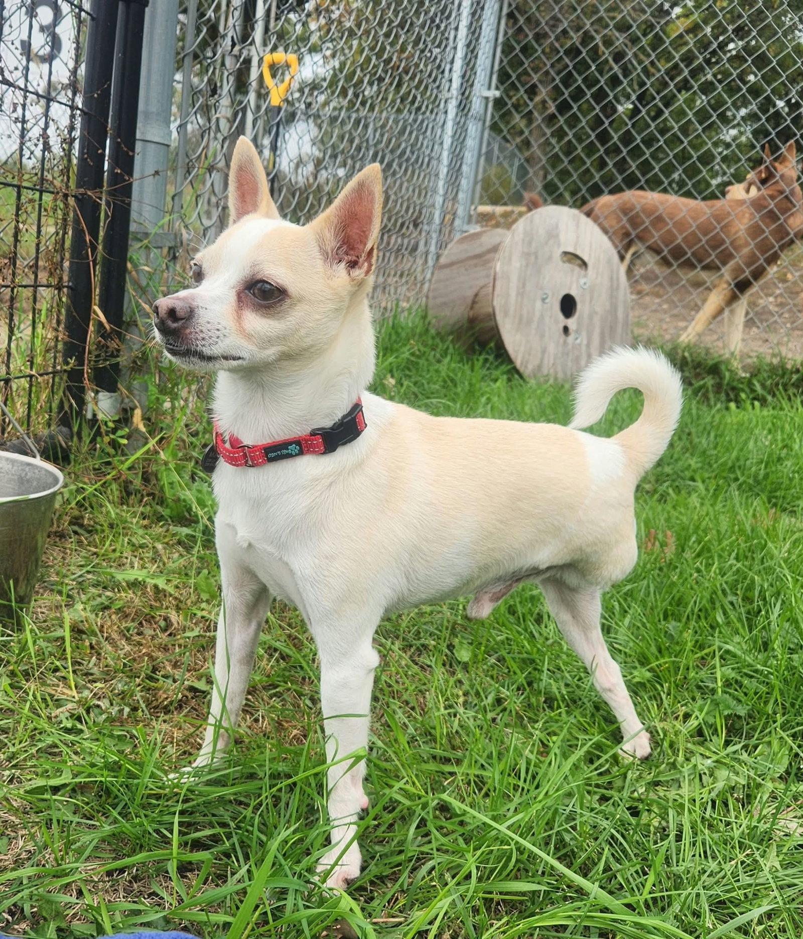 Enlarge Milo fka Dobby, a Adopted Chihuahua in Detroit Lakes, MN image 1/3