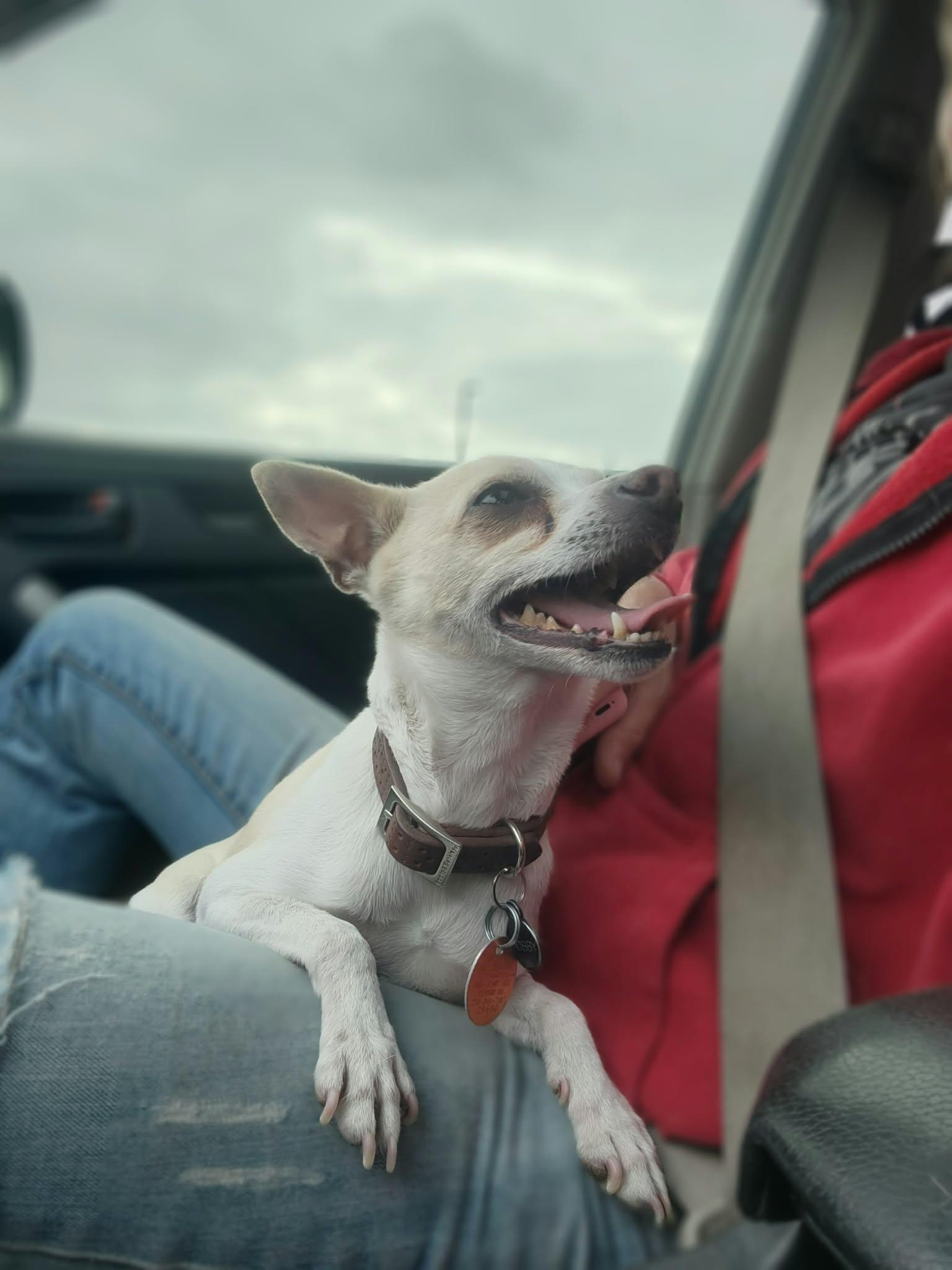 Enlarge Milo fka Dobby, a Adopted Chihuahua in Detroit Lakes, MN image 2/3