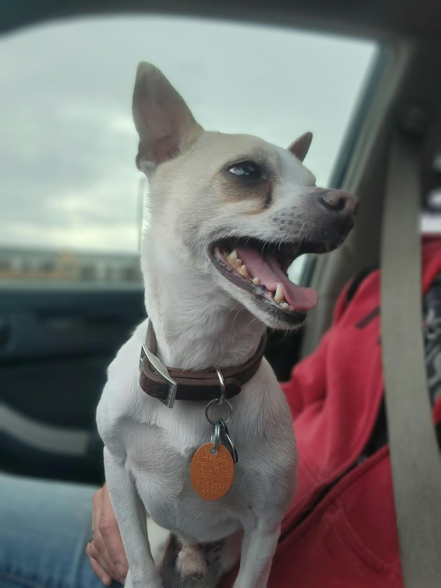 Enlarge Milo fka Dobby, a Adopted Chihuahua in Detroit Lakes, MN image 3/3