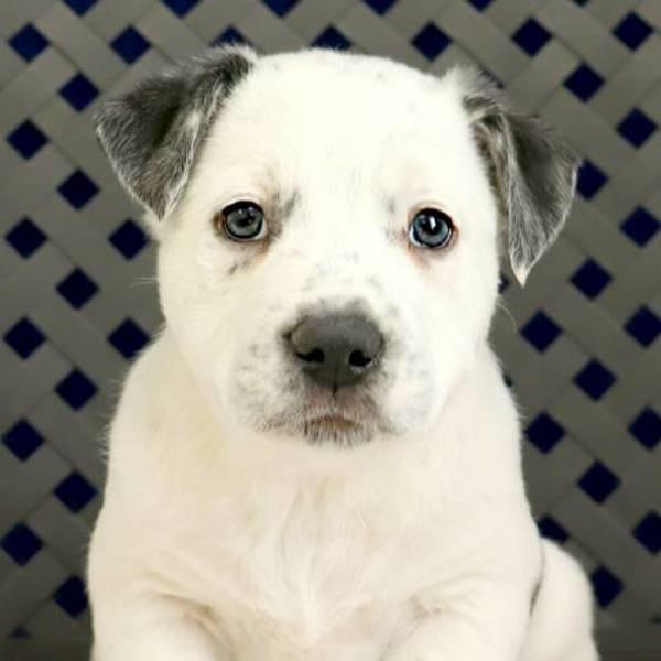 Enlarge Silvia, a Adoptable mixed breed in Fort Davis, TX image 1/2
