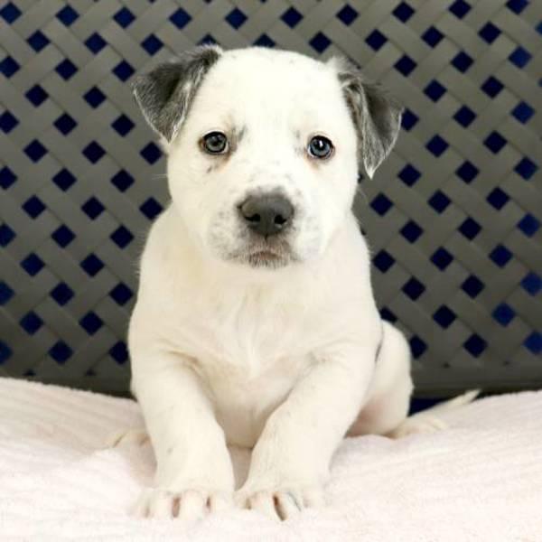 Enlarge Silvia, a Adoptable mixed breed in Fort Davis, TX image 2/2