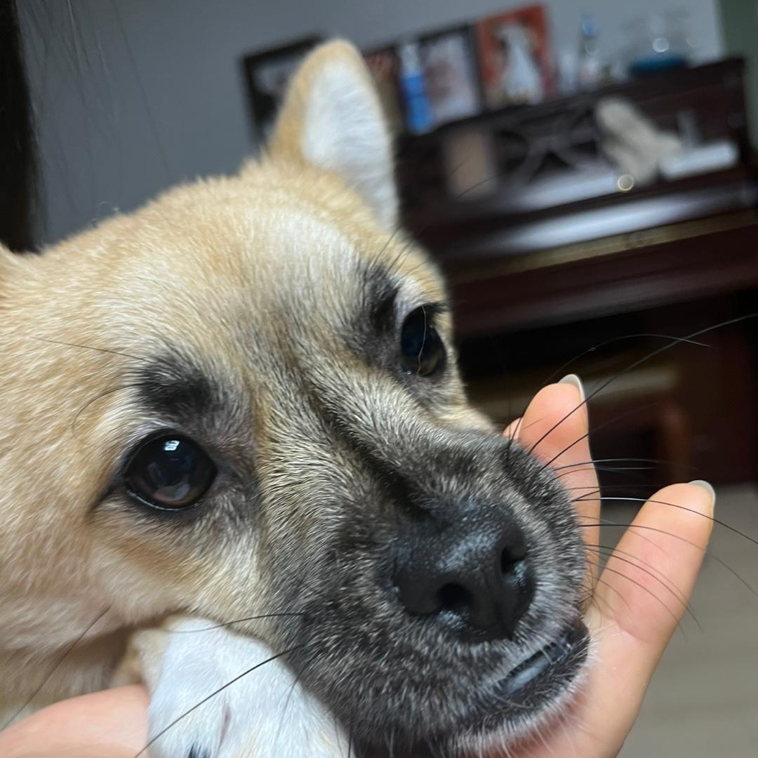 Sophie thumbnail 6