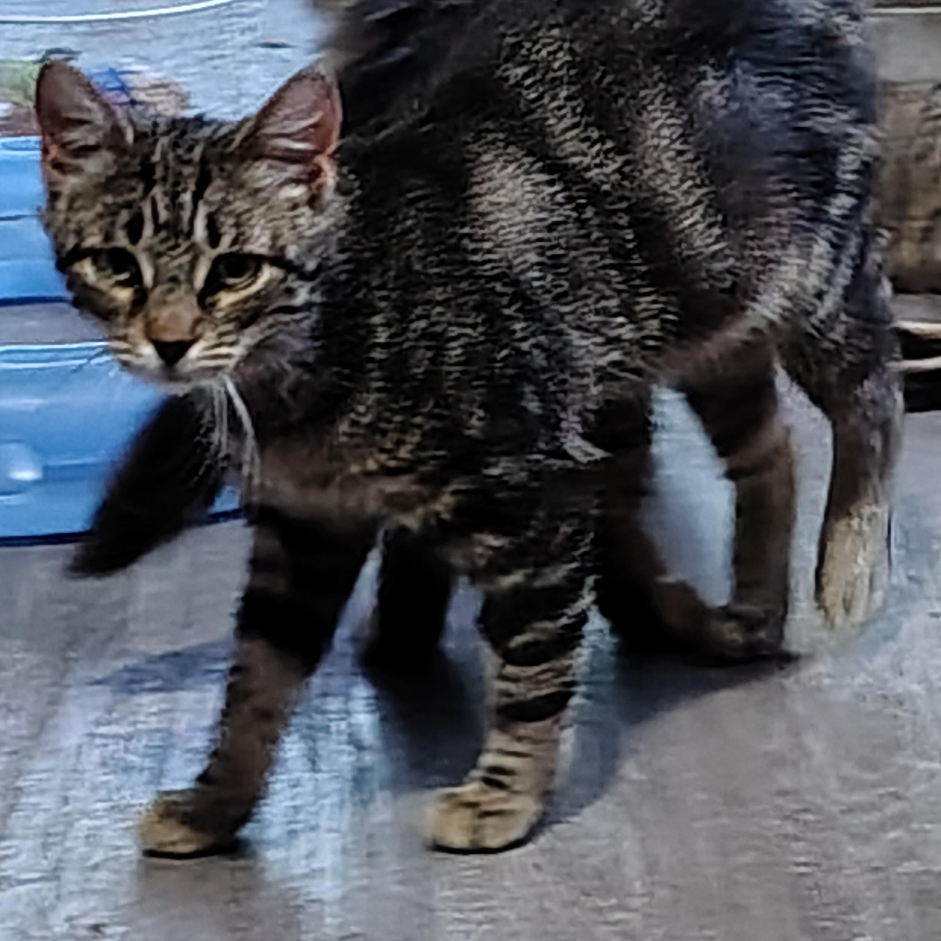 Enlarge Rebekah, a ADOPTABLE Domestic Short Hair in Ionia, MI image 2/2