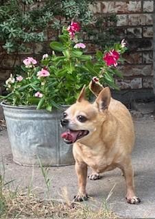Asia, a ADOPTABLE Chihuahua in Weatherford, TX image 5/6