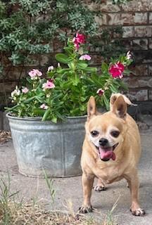 Asia, a ADOPTABLE Chihuahua in Weatherford, TX image 1/6