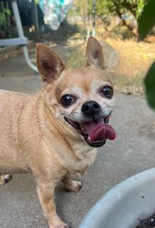 Asia, a ADOPTABLE Chihuahua in Weatherford, TX image 2/6