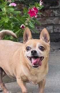 Asia, a ADOPTABLE Chihuahua in Weatherford, TX image 4/6