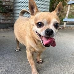 Asia, a ADOPTABLE Chihuahua in Weatherford, TX image 6/6