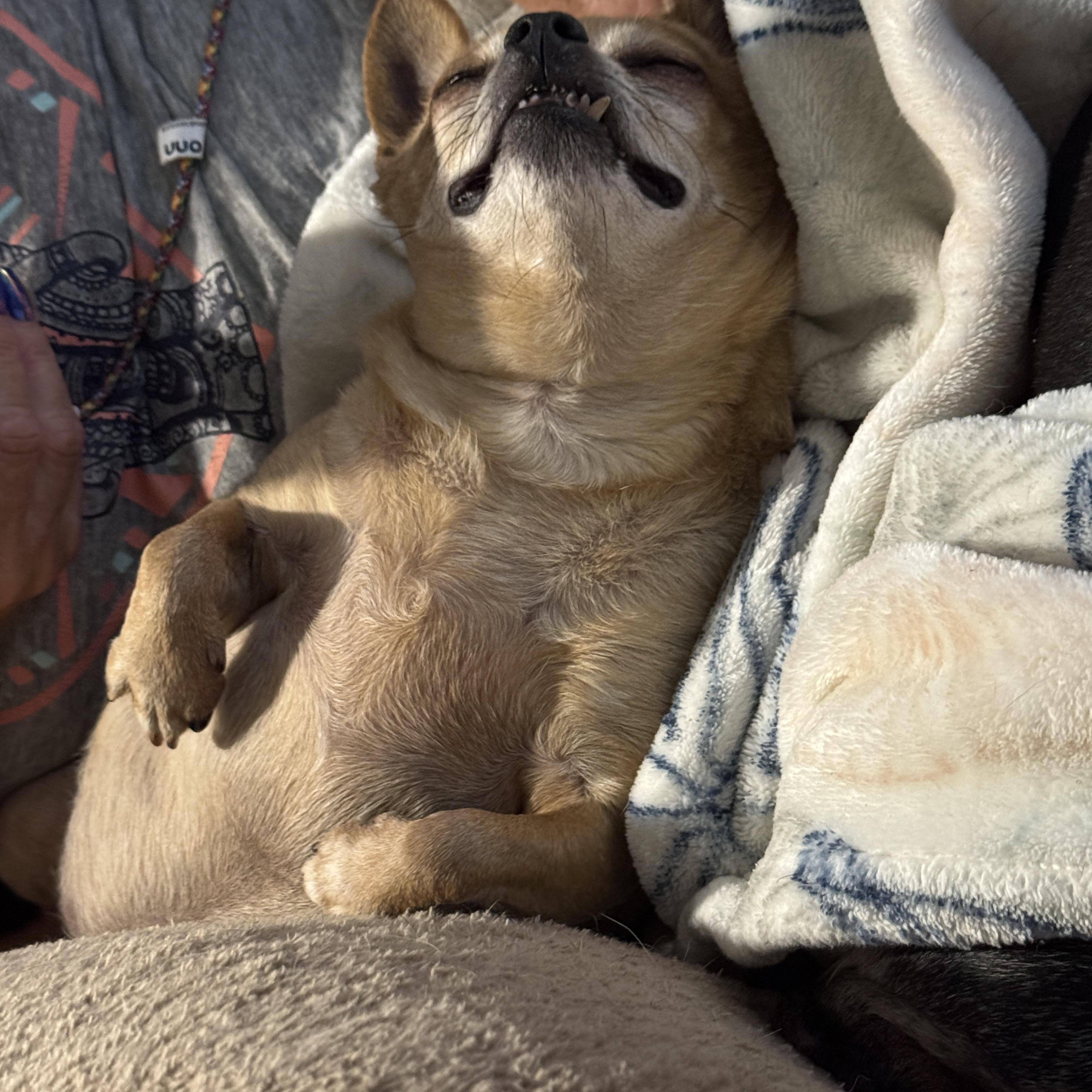 Asia, a ADOPTABLE Chihuahua in Weatherford, TX image 3/6