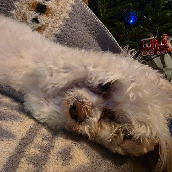 Enlarge Buffy, a Adoptable mixed breed in Baldwin, WI image 1/6