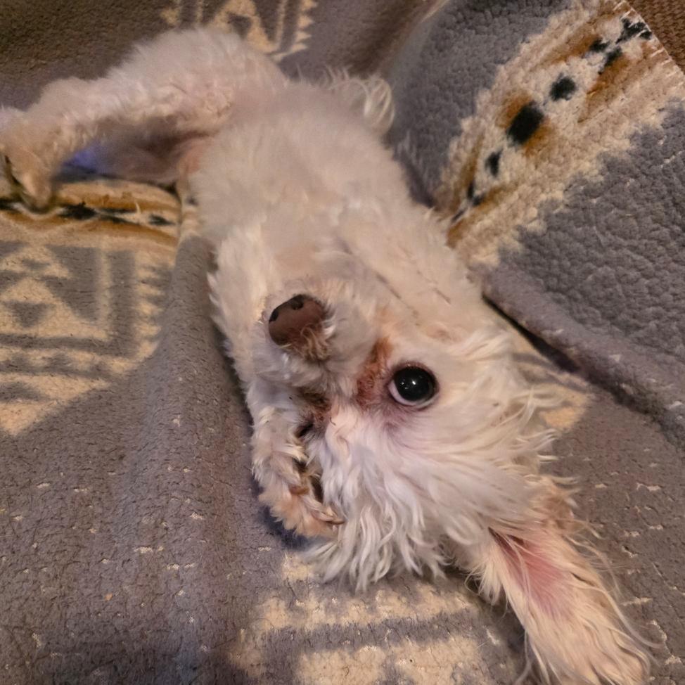 Enlarge Buffy, a Adoptable mixed breed in Baldwin, WI image 4/6