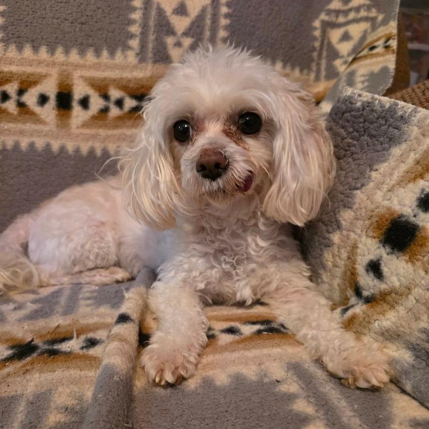 Enlarge Buffy, a Adoptable mixed breed in Baldwin, WI image 5/6