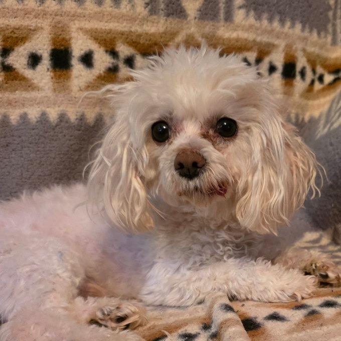 Enlarge Buffy, a Adoptable mixed breed in Baldwin, WI image 6/6