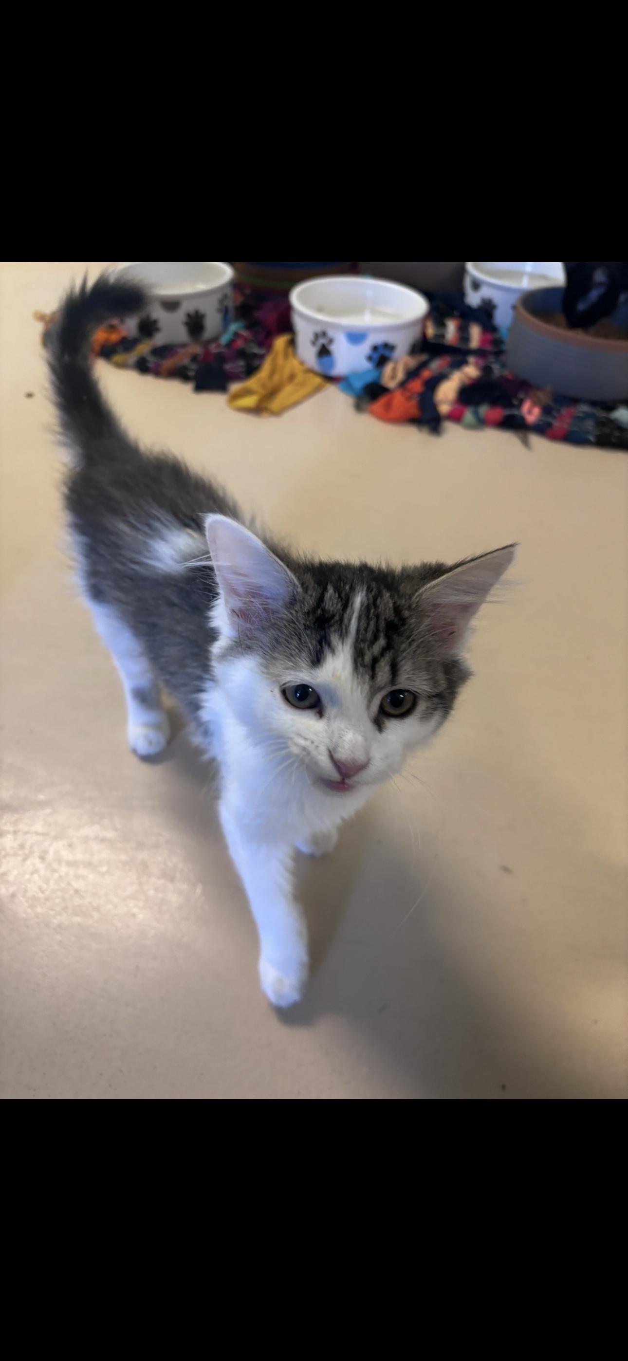 Enlarge Frenchie, a ADOPTABLE Domestic Short Hair in Franklin, IN image 1/1