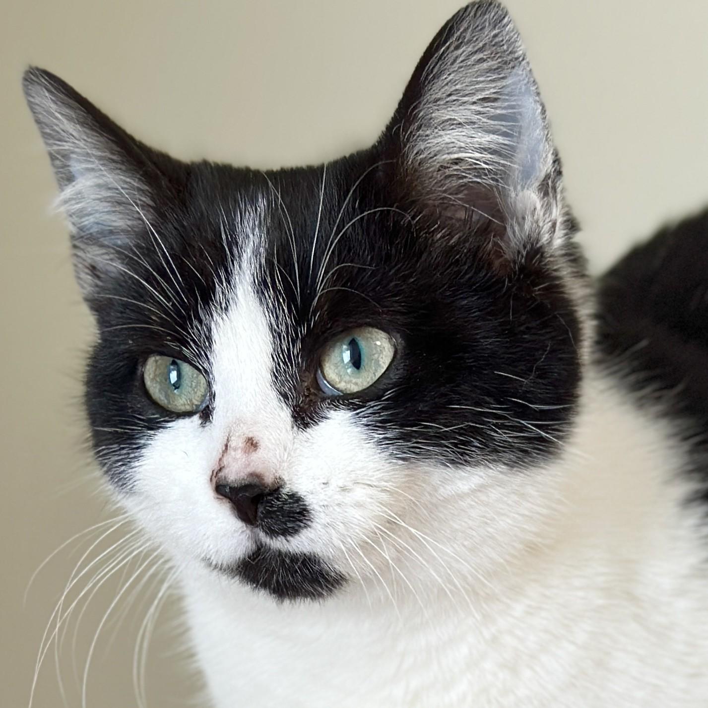 Enlarge Raspberry, an adopted Domestic Short Hair in Victor, NY image 3/4