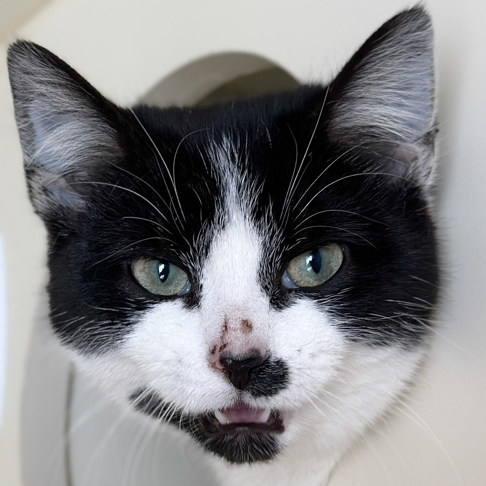 Raspberry, adopted, Young Female Domestic Short Hair.