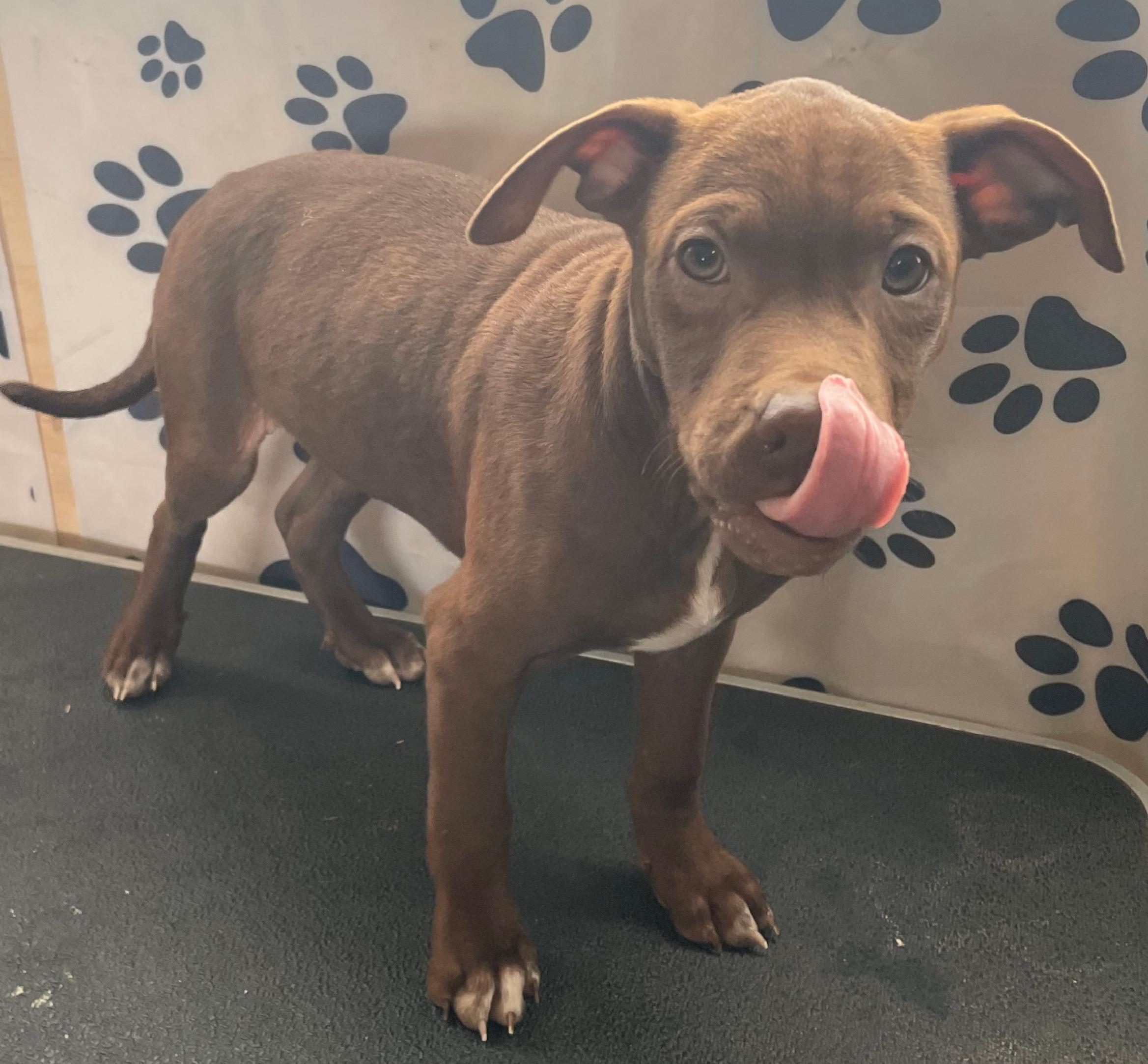 Java Zoom — thumbnail 2