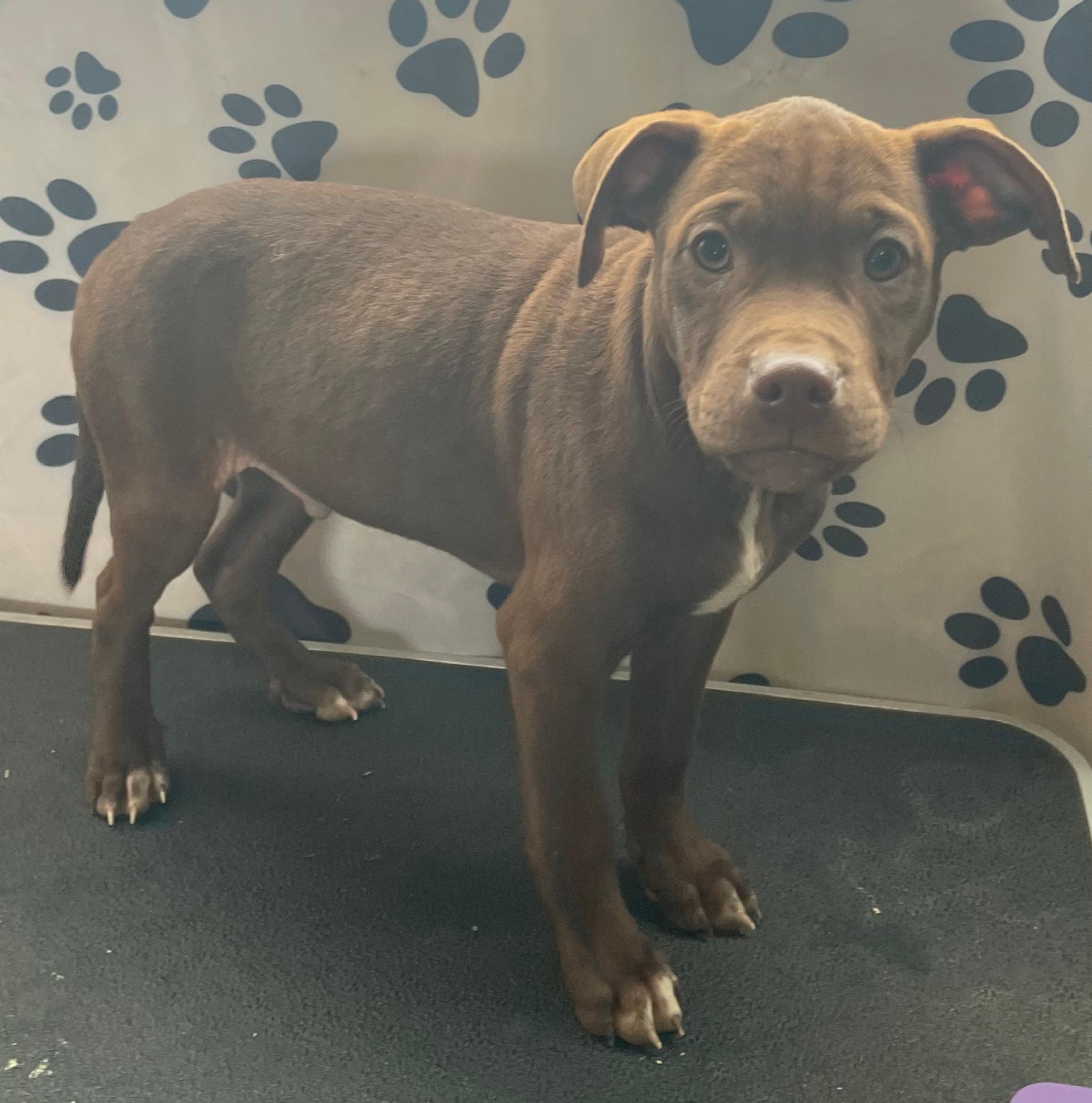 Java Zoom — thumbnail 3