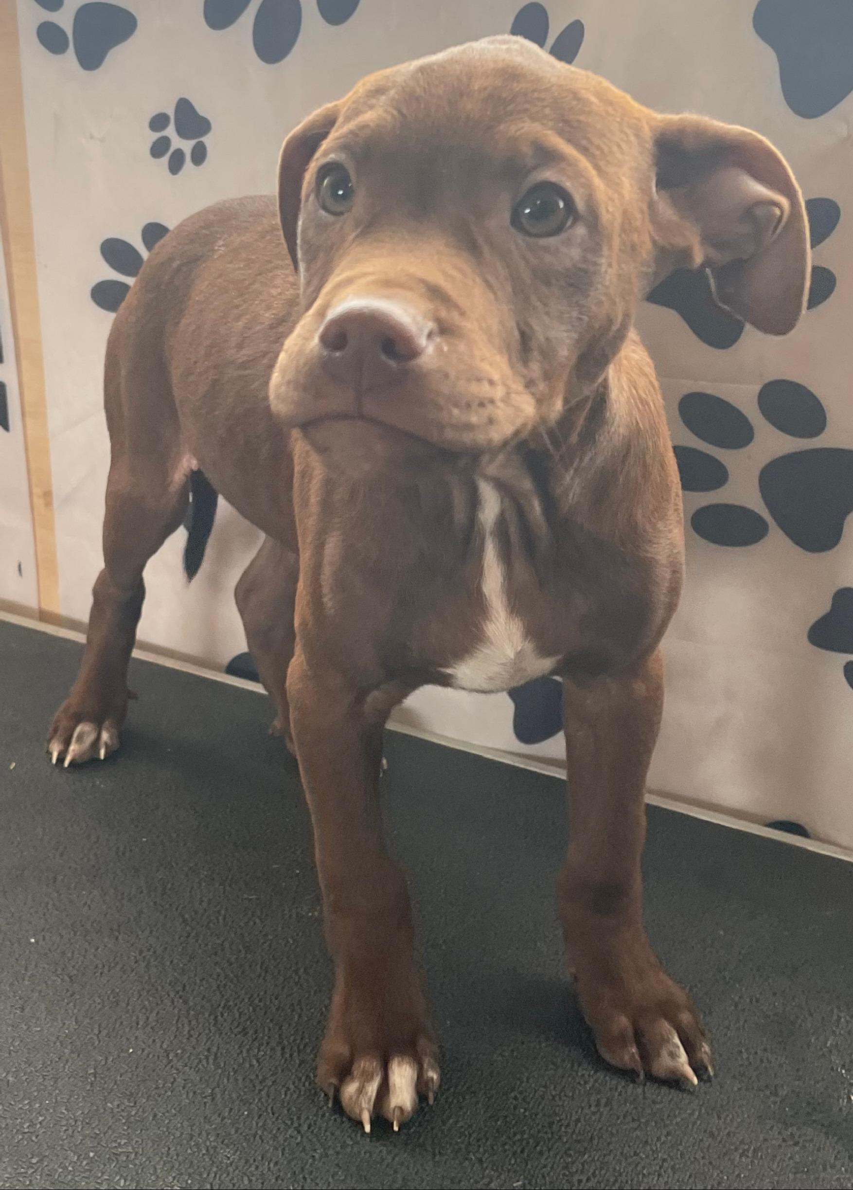 Java Zoom — thumbnail 4