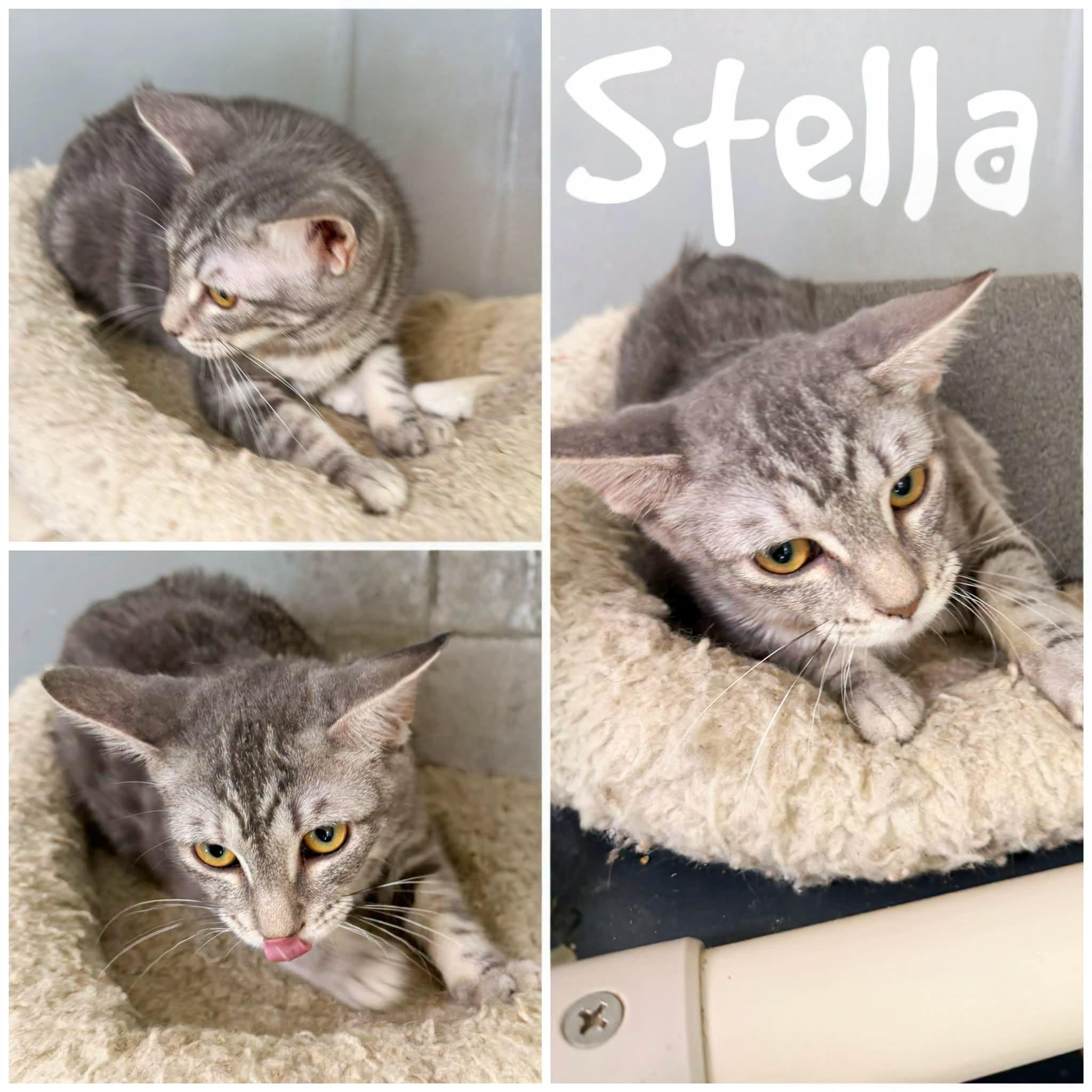 Stella, Adoptable, Young Female Domestic Short Hair.