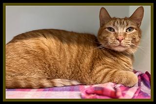 Enlarge EUNICE, a Adoptable Domestic Short Hair in Peoria, IL image 1/1