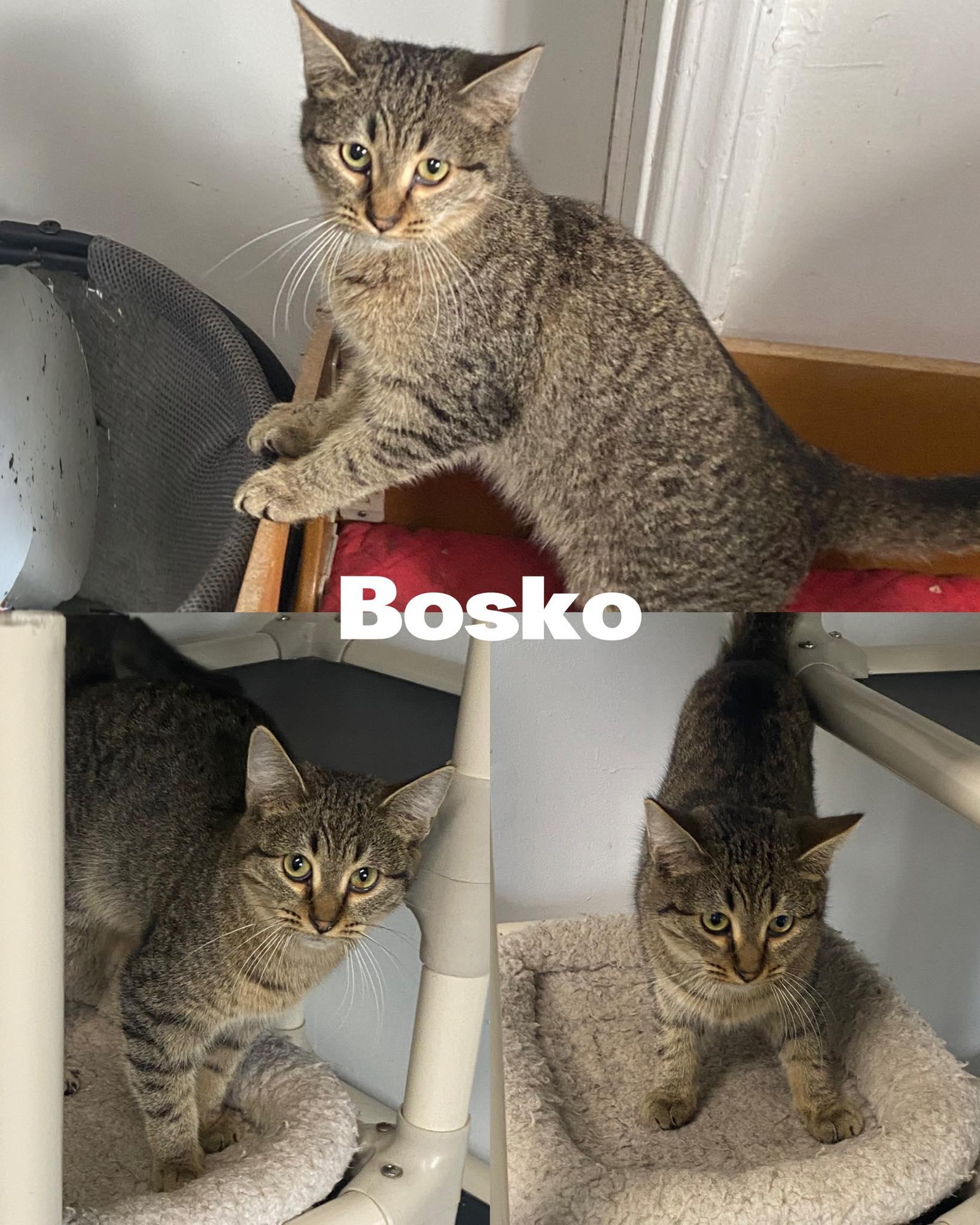 Bosko, Adoptable, Kitten Male Domestic Medium Hair.