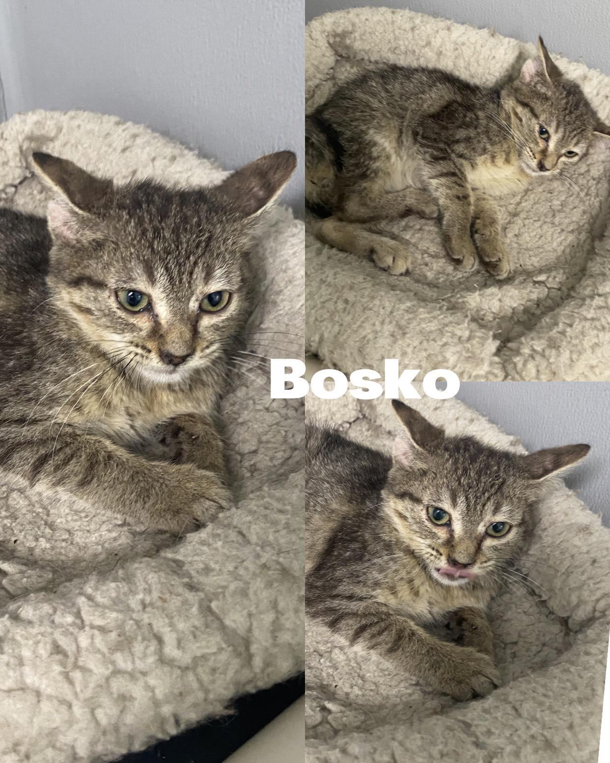 Bosko, a Adoptable Domestic Medium Hair in Saint James, MO image 3/4