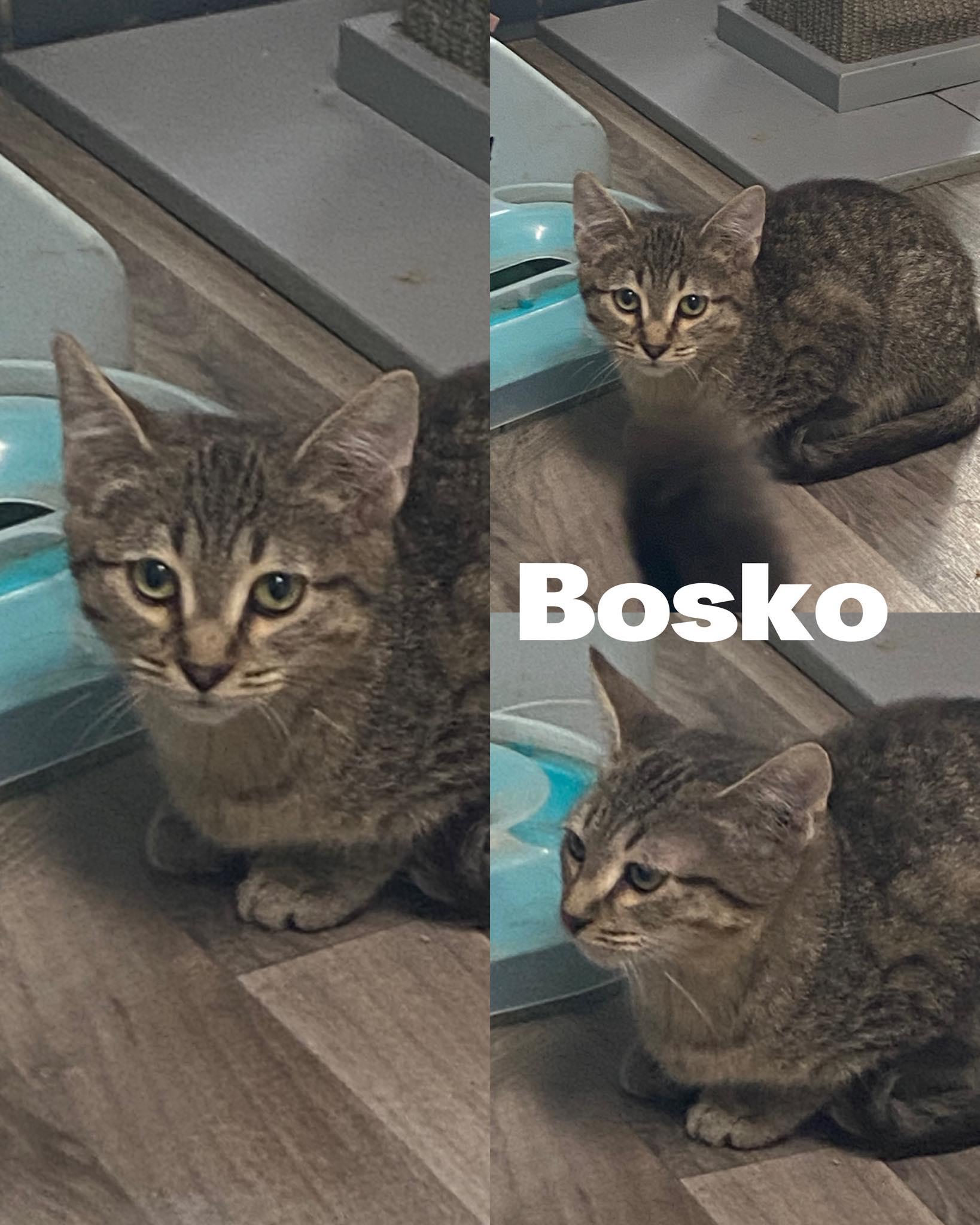 Bosko, a Adoptable Domestic Medium Hair in Saint James, MO image 2/4