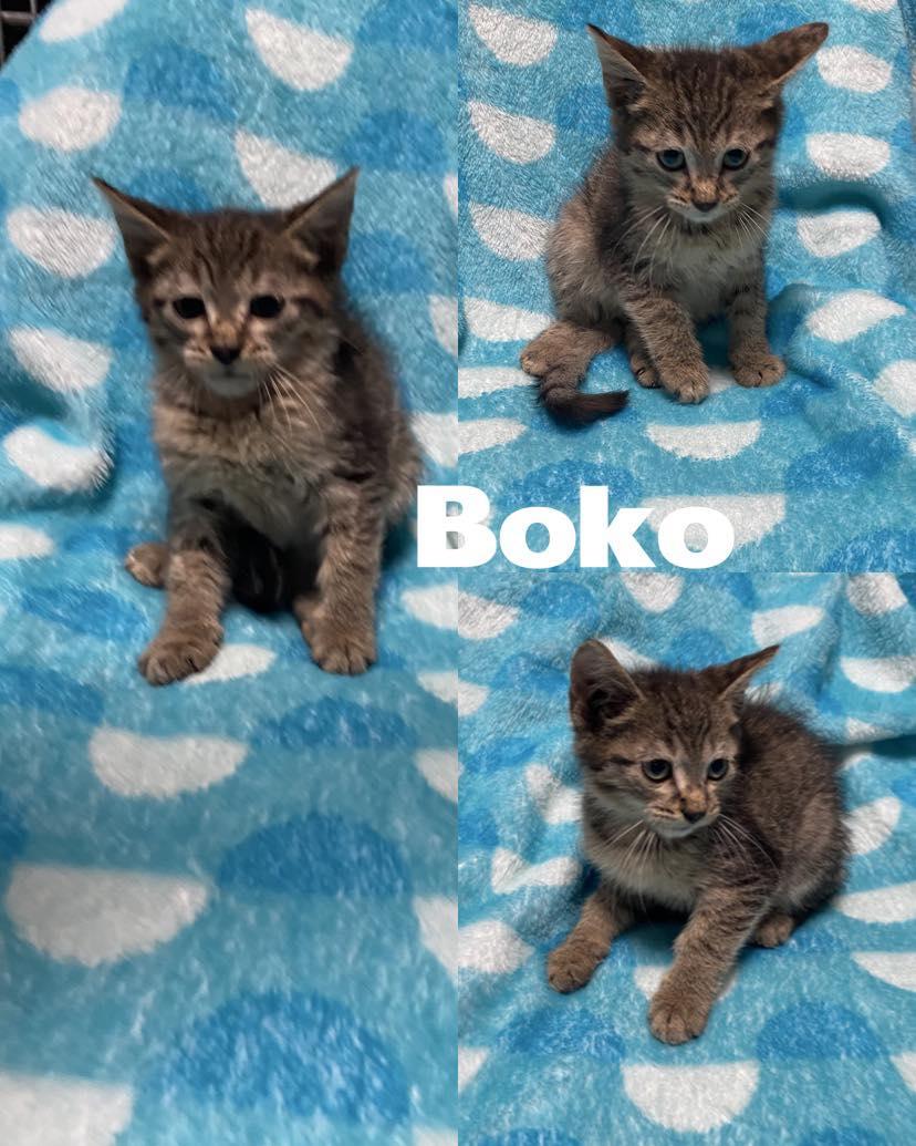 Bosko, a Adoptable Domestic Medium Hair in Saint James, MO image 4/4