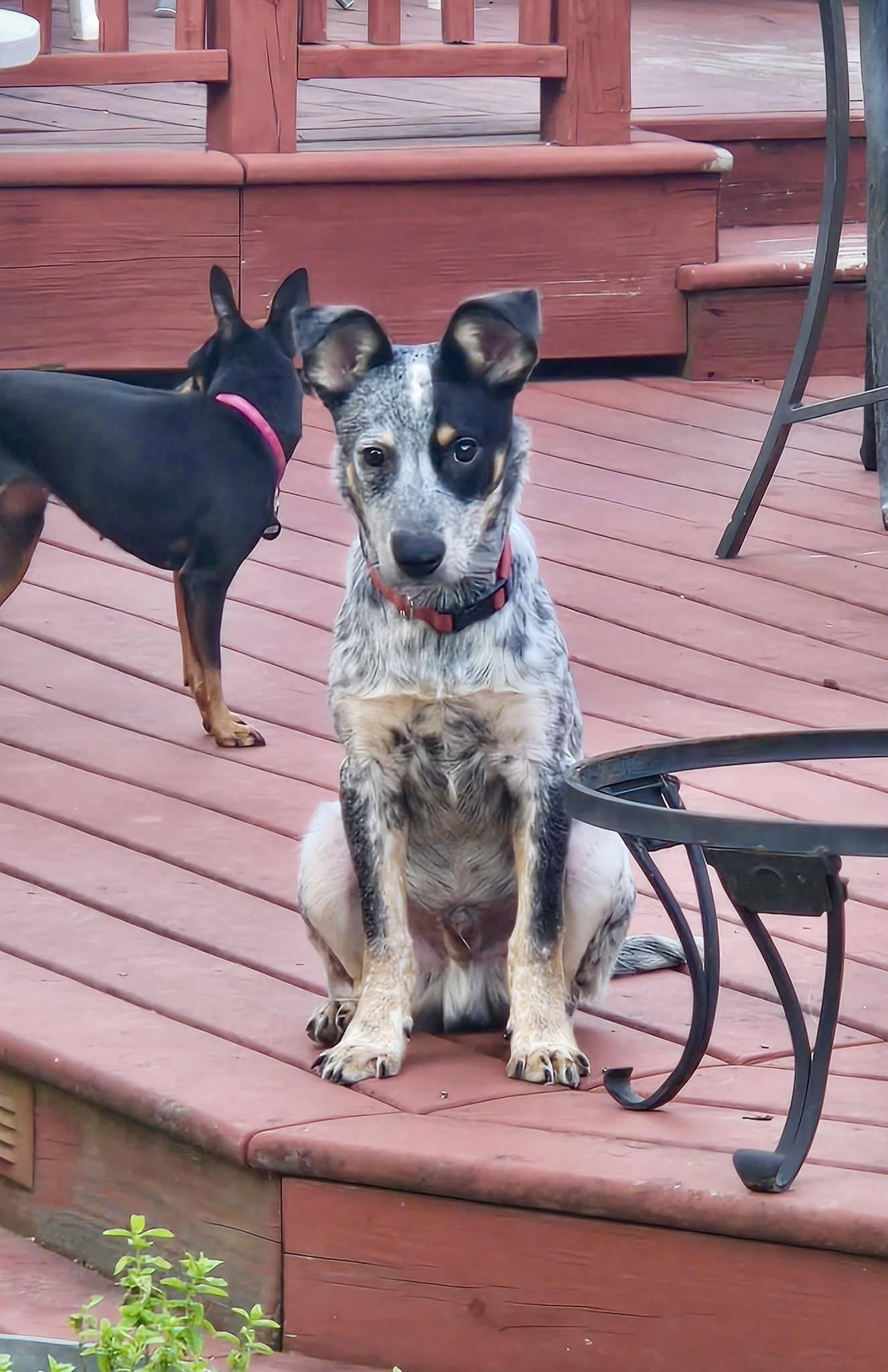 Enlarge Riptide, a ADOPTABLE mixed breed in Yorktown, VA image 2/6