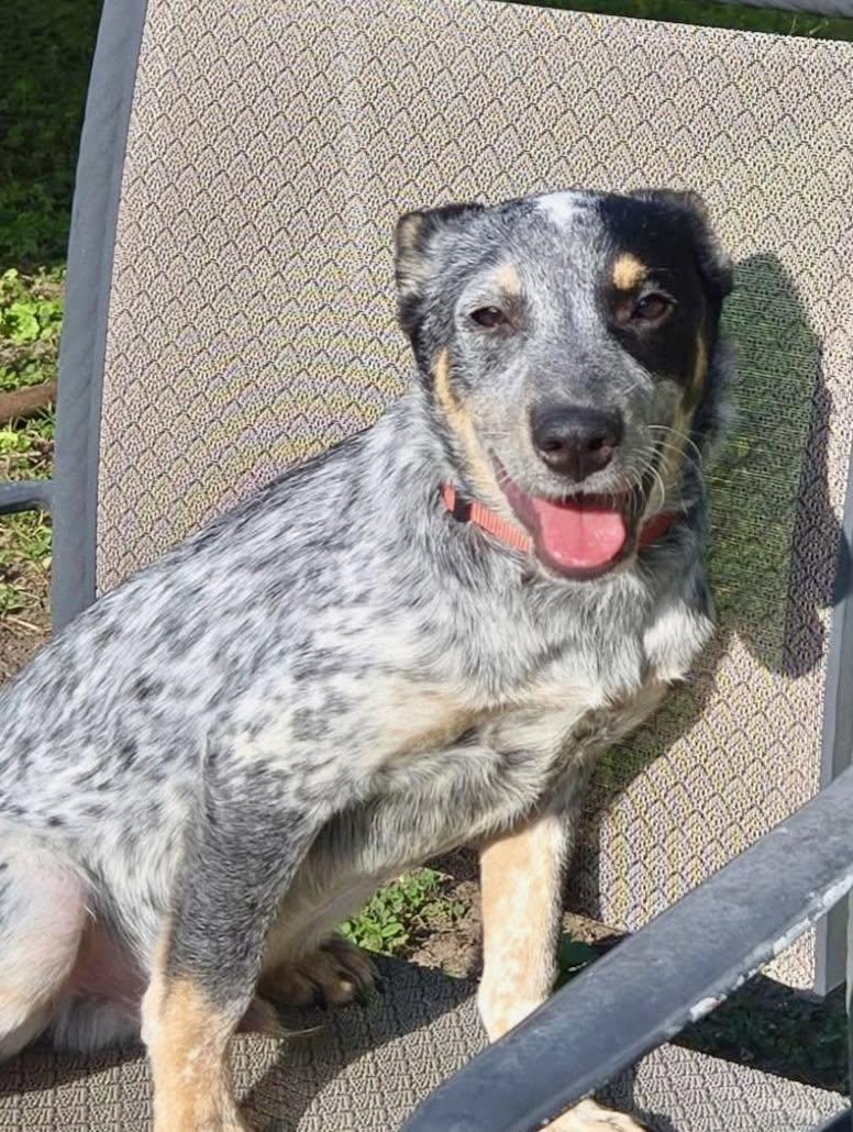 Enlarge Riptide, a ADOPTABLE mixed breed in Yorktown, VA image 5/6