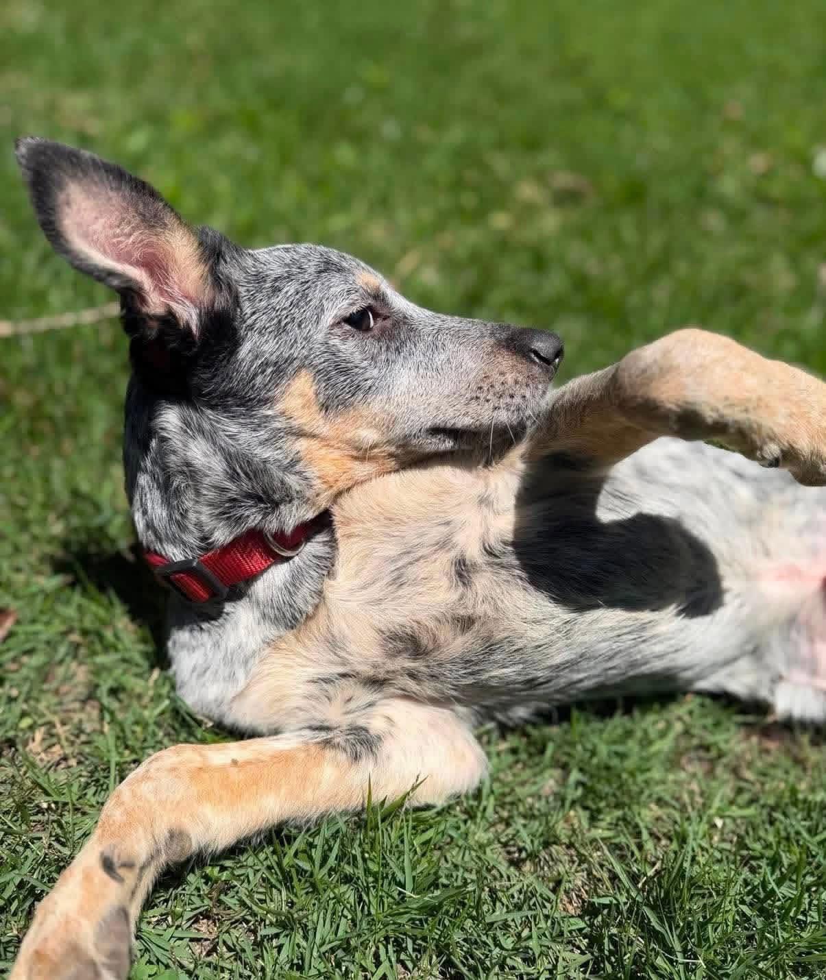Enlarge Riptide, a ADOPTABLE mixed breed in Yorktown, VA image 4/6