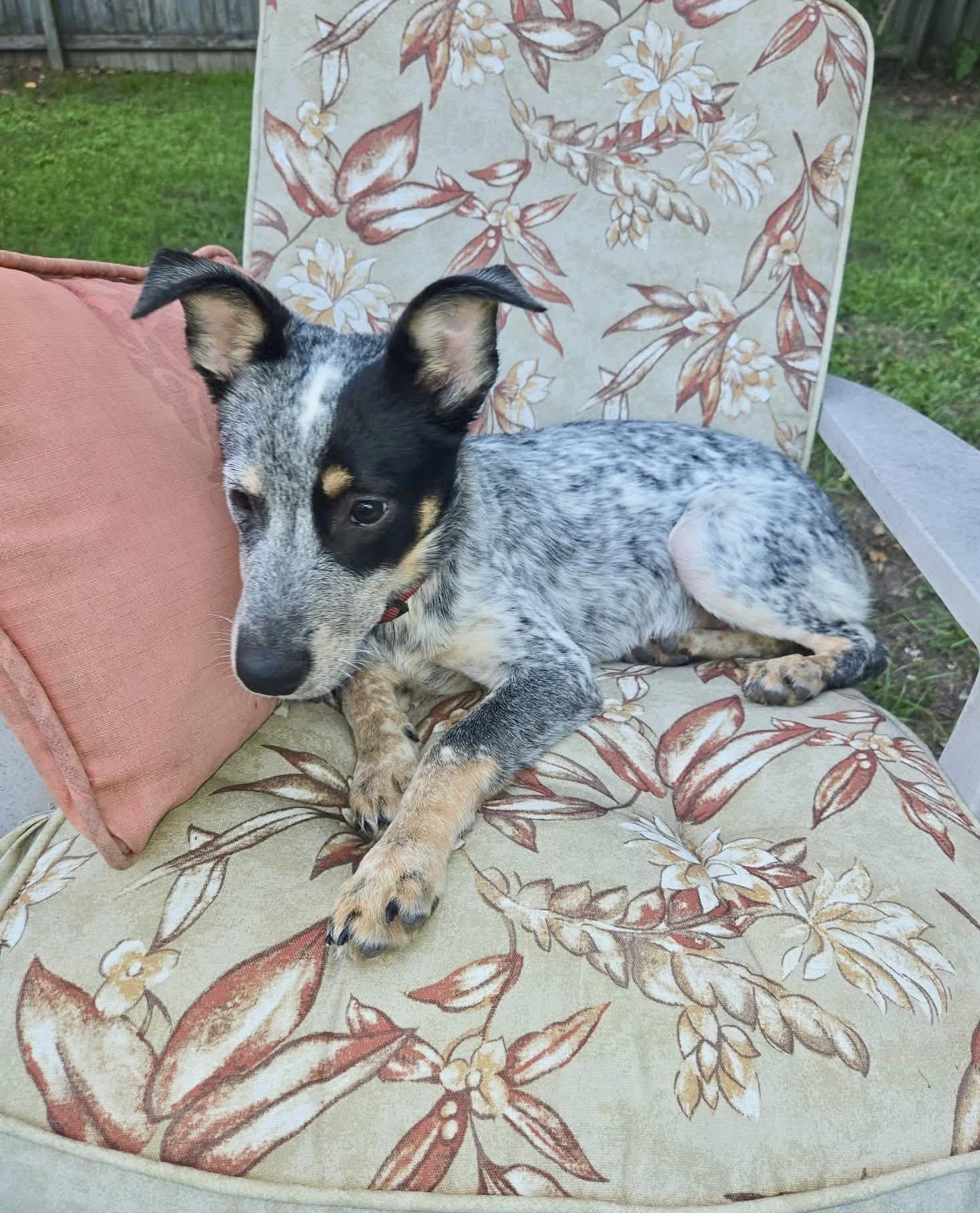 Enlarge Riptide, a ADOPTABLE mixed breed in Yorktown, VA image 1/6