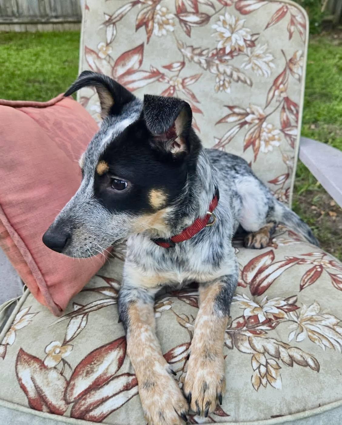Enlarge Riptide, a ADOPTABLE mixed breed in Yorktown, VA image 6/6