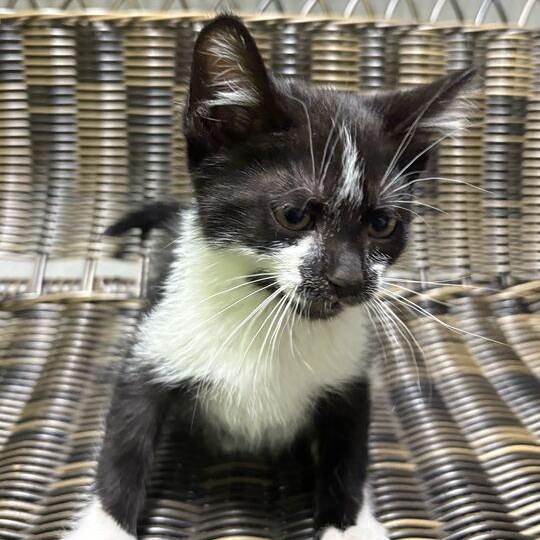 Crash, an adopted Domestic Short Hair in Jackson, MI image 3/4