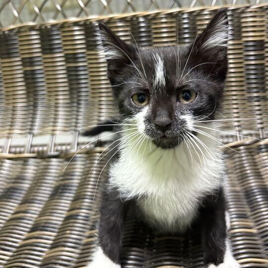 Crash, adopted, Kitten Male Domestic Short Hair.