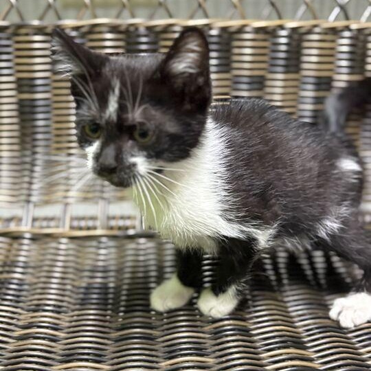 Crash, an adopted Domestic Short Hair in Jackson, MI image 4/4