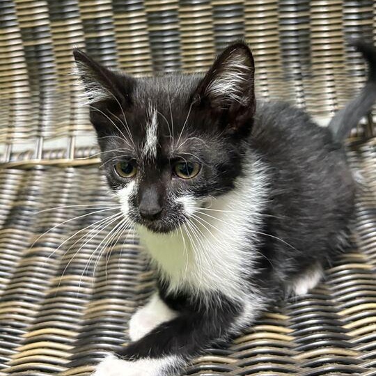 Crash, an adopted Domestic Short Hair in Jackson, MI image 2/4