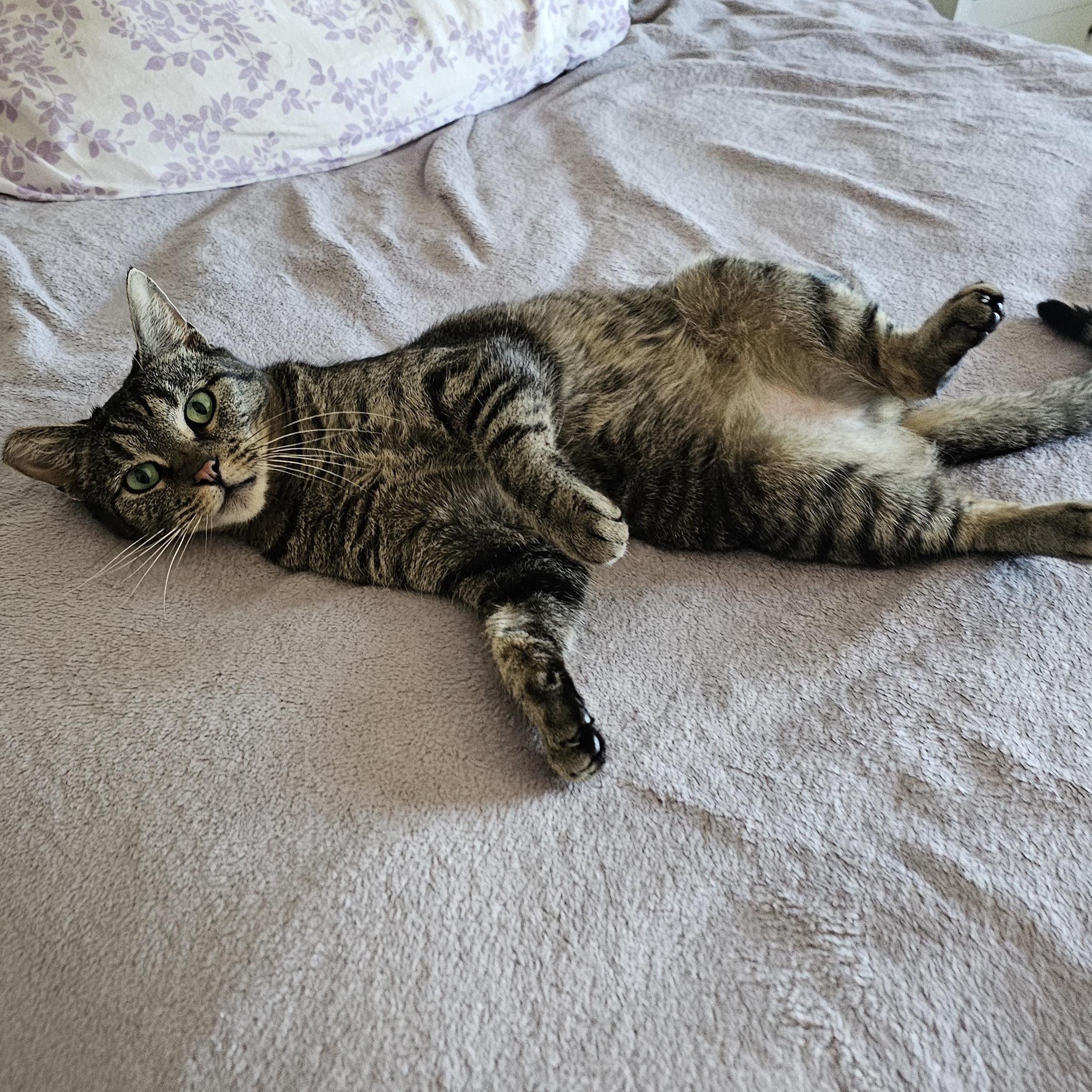 Banshee, adoptable, Adult Female Domestic Short Hair.