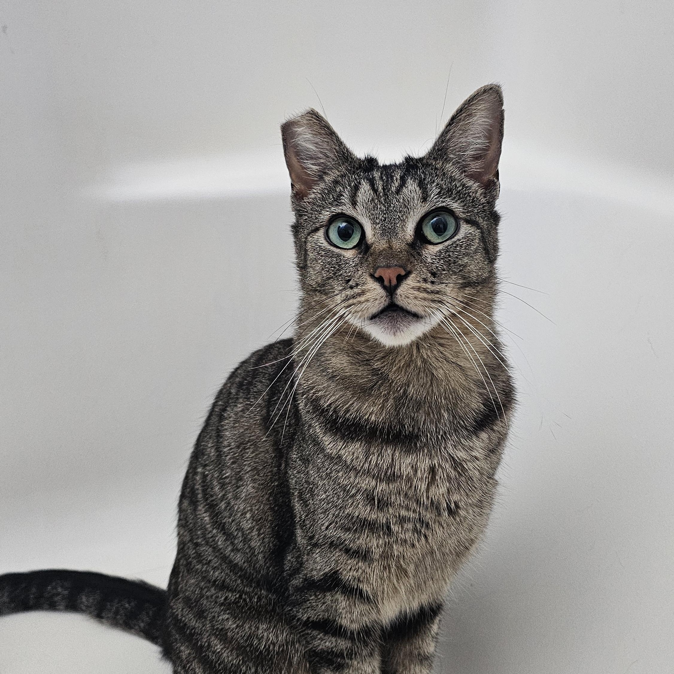 Banshee, an adoptable Domestic Short Hair in San Diego, CA image 3/5
